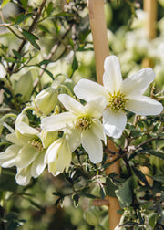Clematis Clematis Kimiko, 3L