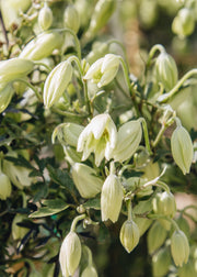 Clematis Clematis Kimiko, 3L