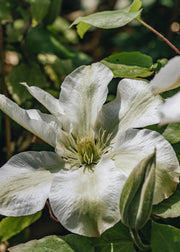 Clematis Clematis Kirsten Creed, 3L