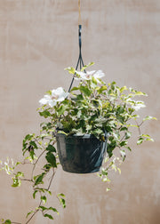 Raymond Evison Clematis Clematis Kitty™ (hanging), 3L
