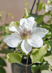 Raymond Evison Clematis Clematis Kitty™ (hanging), 3L