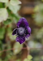 Clematis Clematis Kokonoe, 3L