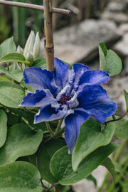 Clematis Clematis Lindsay™