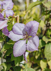 Clematis Clematis Margaret Hunt, 3L