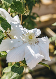 Clematis Clematis Marie Boisselot AGM, 3L