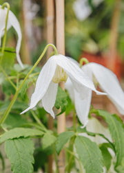 Clematis Clematis alpina Mary Whistler, 3L