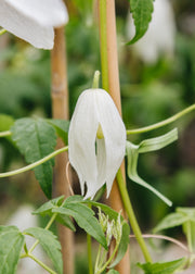 Clematis Clematis alpina Mary Whistler, 3L