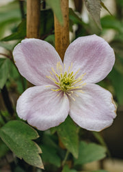 Clematis montana Mayleen