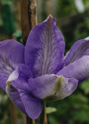 Clematis Mrs Charlmondeley