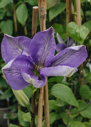 Clematis Clematis Mrs Charlmondeley