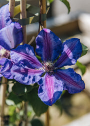 Clematis Clematis Mrs N Thompson, 3L