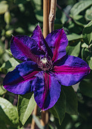 Clematis Clematis Mrs N Thompson, 3L