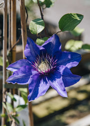 Clematis Clematis Multi Blue, 3L