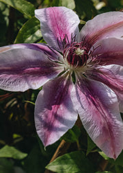 Clematis Clematis Nelly Moser, 3L