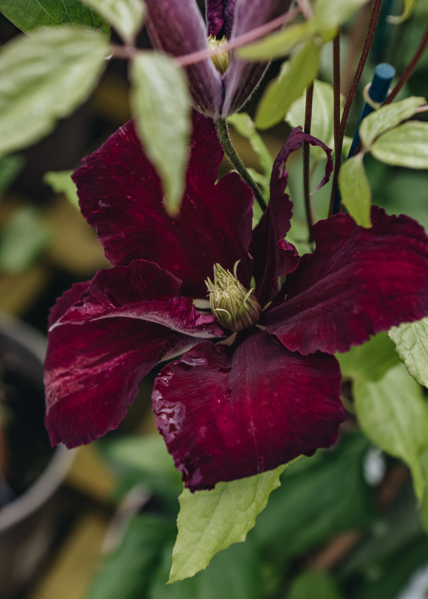 Clematis Niobe Burford Garden Co.