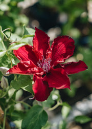 Clematis Clematis Nubia™, 3L