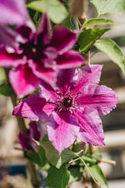Clematis Clematis Ooh La La™, 3L