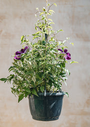 Clematis Clematis Paulie™ (hanging), 3L