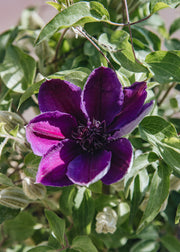 Clematis Clematis Paulie™ (hanging), 3L