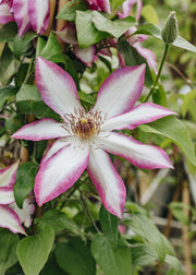 Clematis Clematis Picotee