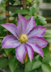 Clematis Pink Champagne