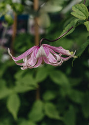 Clematis Clematis macropetala Propertius