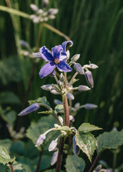 Clematis Clematis Purple Princess