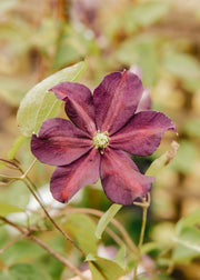 Clematis Clematis Romantika, 3L