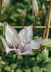 Raymond Evison Clematis Clematis Samaritan Jo™, 3L