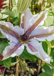 Clematis Clematis Snow Queen, 3L
