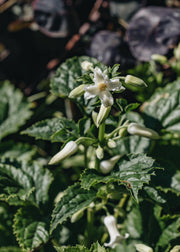 Clematis Clematis Summer Snowfall 2L