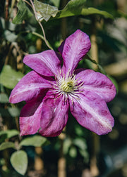 Clematis Clematis Sunset, 3L