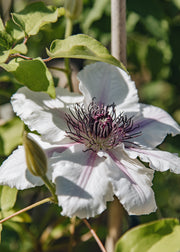 Clematis Clematis Countess of Wessex™, 3L