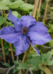 Clematis Clematis The President AGM, 3L