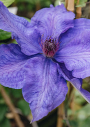 Clematis Clematis The President AGM, 3L