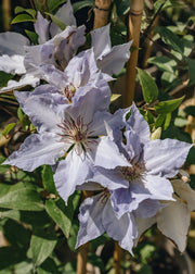 Clematis Clematis Tranquilité™, 3L