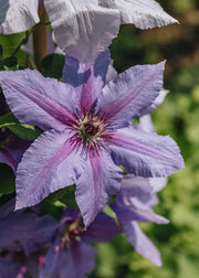 Clematis Tumaini