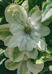 Clematis Clematis White Arabella, 3L