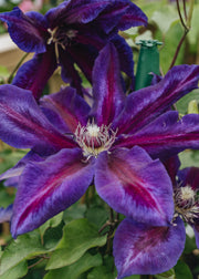 Clematis Clematis Wildfire