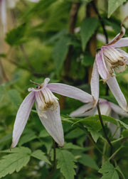 Clematis Clematis Alpina Willy