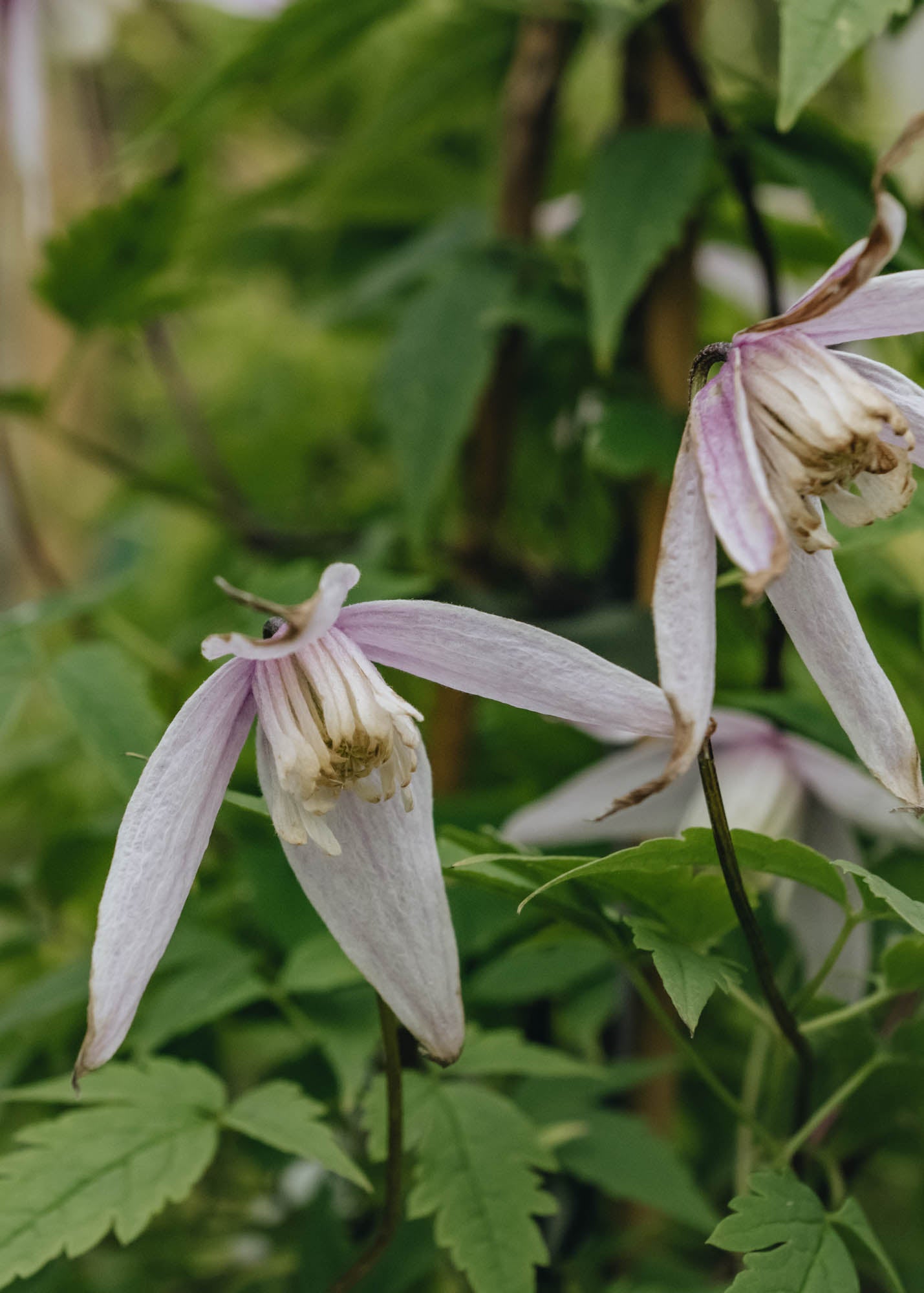Clematis Alpina Willy