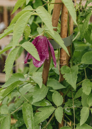 Clematis Clematis alpina Constance