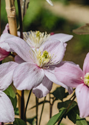 Clematis Clematis montana Elizabeth AGM