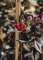 Clematis Clematis montana Dark Chocolate Truffles, 3L