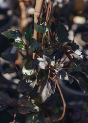 Clematis Clematis montana Dark Chocolate Truffles, 3L