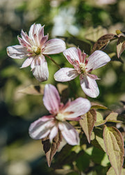 Clematis Clematis montana Marjorie, 3L
