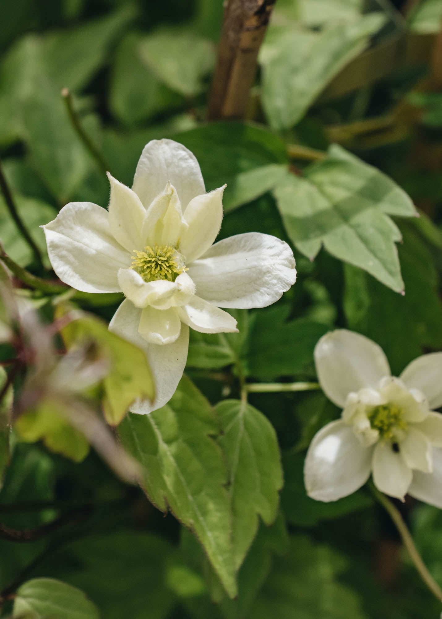Clematis montana Silver Star