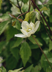 Clematis montana Silver Star