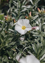 Convolvulus Convolvulus Cneorum AGM, 3L