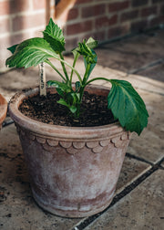 Bergs Potter Rosa Copenhagen Pots